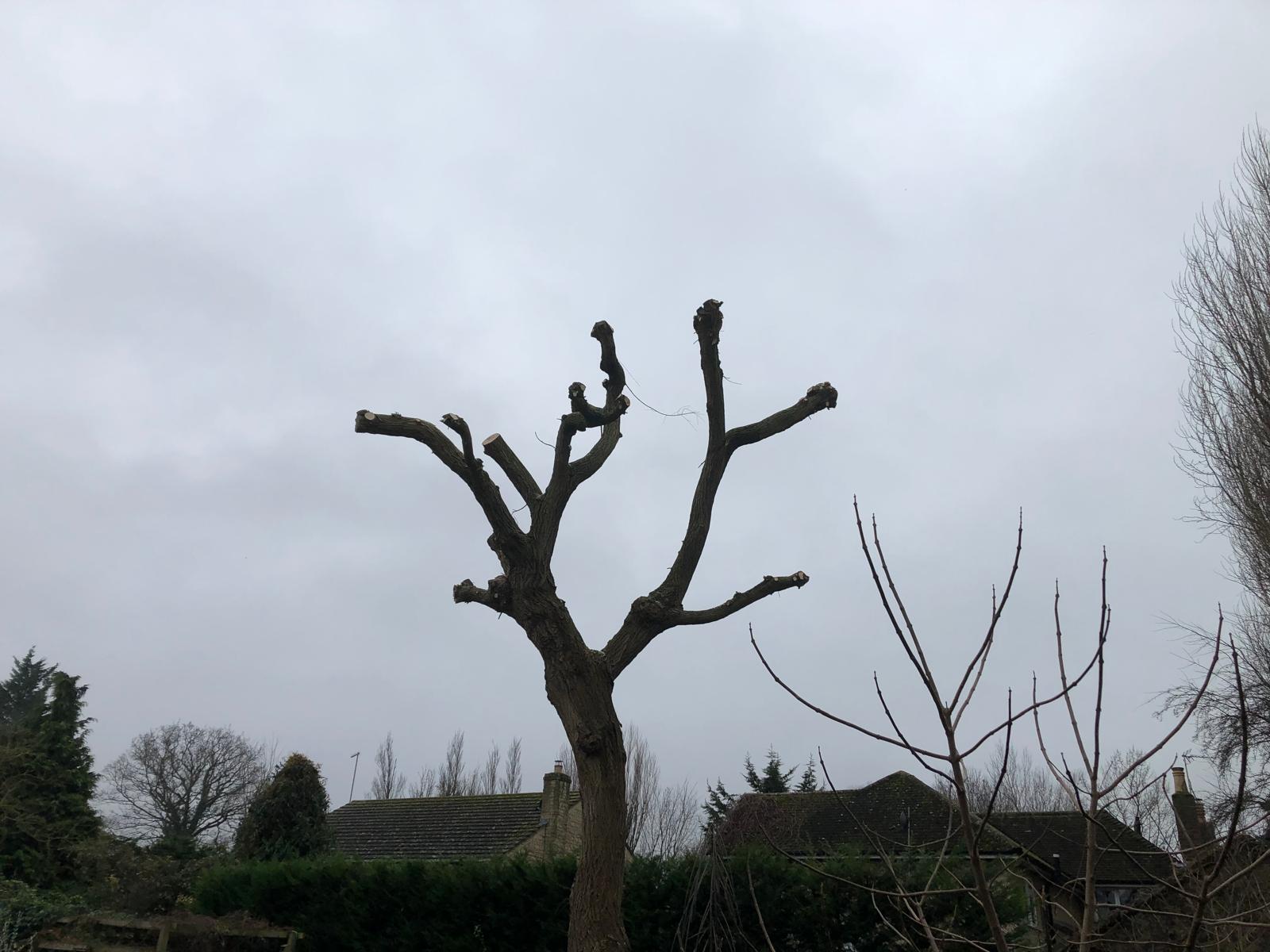 Tree after pollarding Stamford