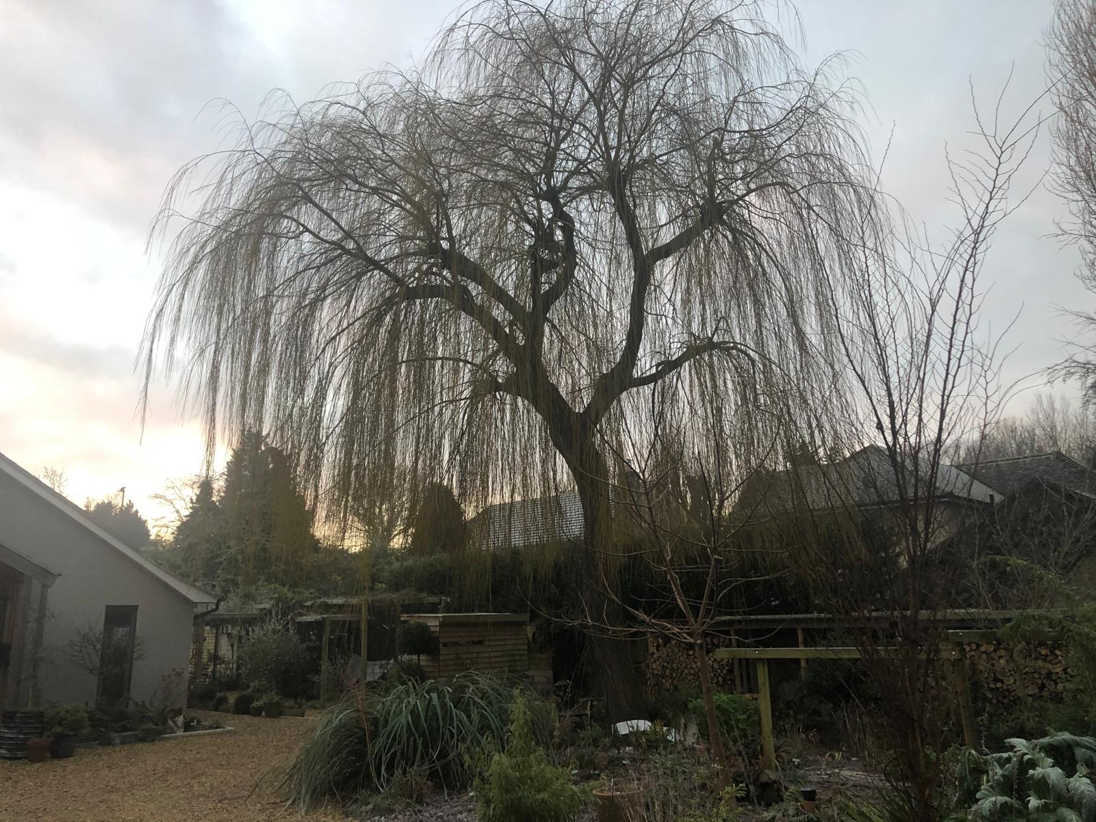 Weeping willow before pollarding Rutland